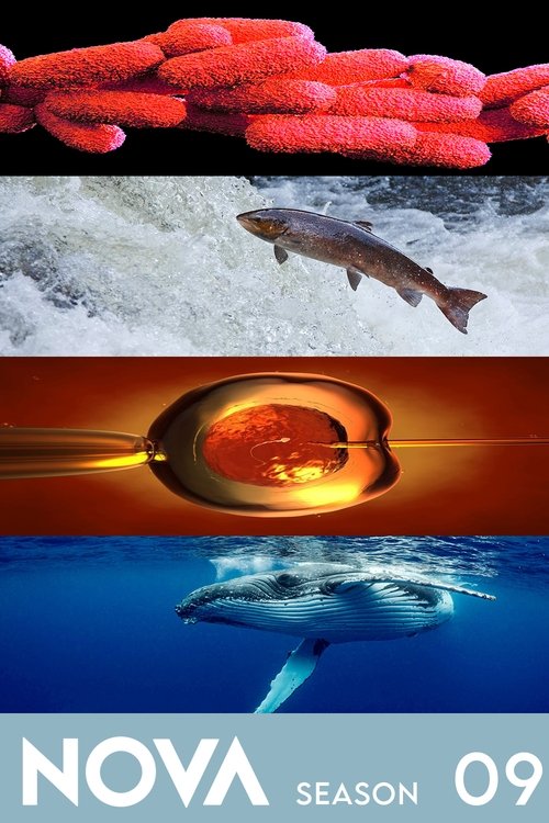 streaming NOVA - Saison 9